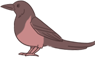中文